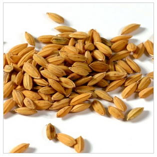 纯天然有机食品小麦种子 芽苗菜种子 猫草小麦草种子 营养丰富