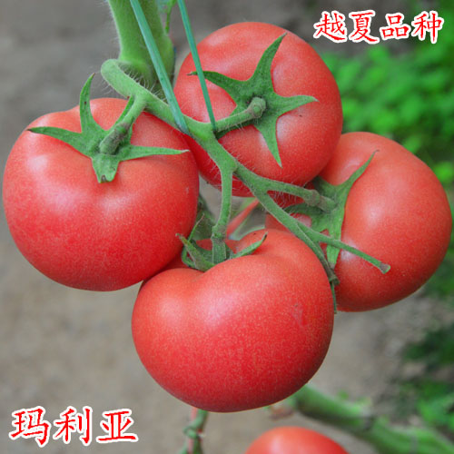 寿光科尔农业供应玛利亚越夏番茄种子 耐高温番茄品种
