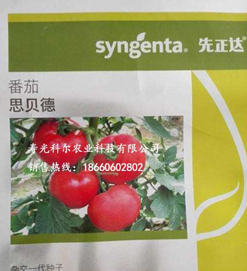 寿光科尔农业科技有限公司供应思贝德番茄种子、西红柿批发