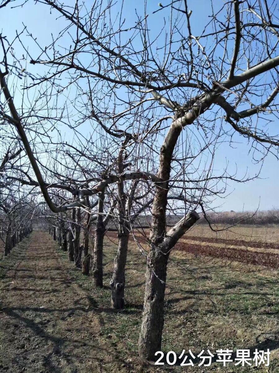 扬帆苗圃供应地径20公分苹果树，5-25公分苹果树