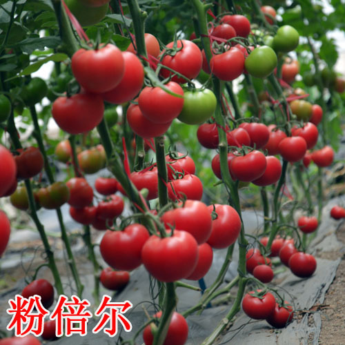 寿光科尔农业供应粉倍尔番茄品种 寿光最好的西红柿种子