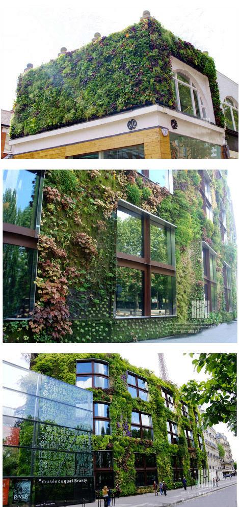  室内立体绿墙，立体绿化植物墙植物的选择