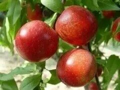 油桃价格油桃批发山东油桃预售价格