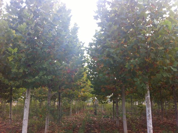  16公分法桐 16公分法国梧桐 两年冒 杆直冒圆  精品树型