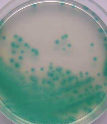 水产养殖弧菌培养基