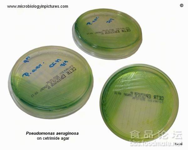 科玛嘉（铜绿）假单胞菌显色培养基