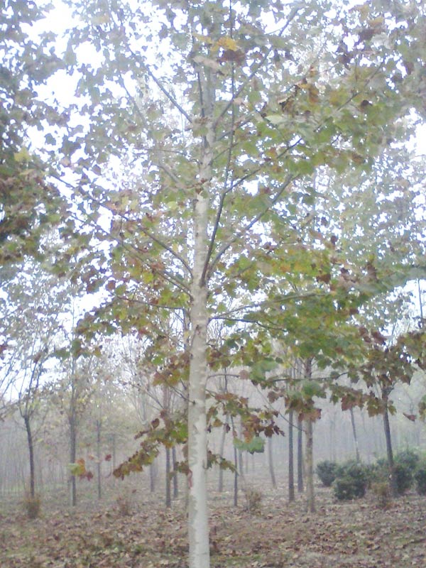  9公分法桐价格 裸根4.5米截杆 冠幅3米 树干直 新式法桐树