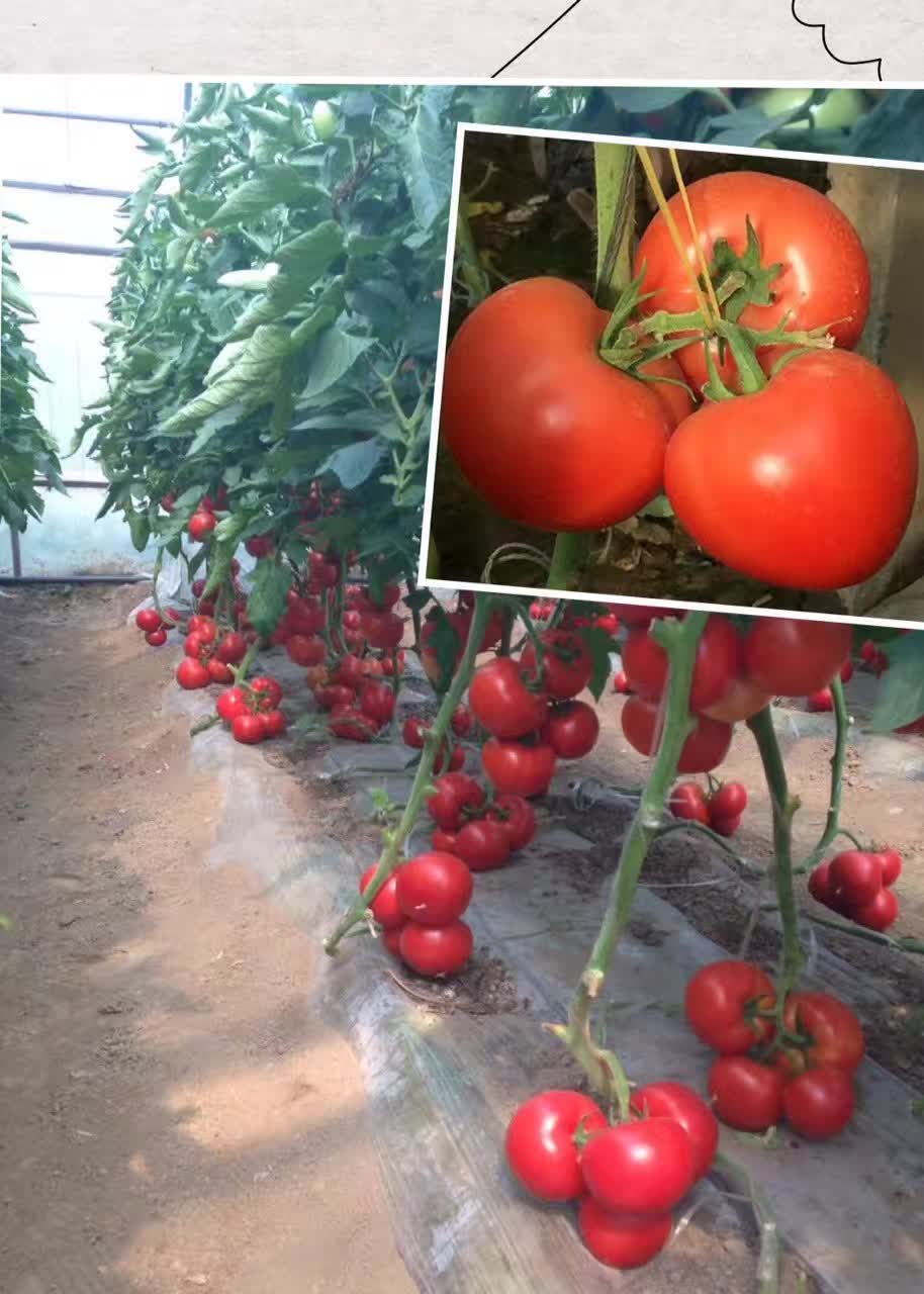  智谷918红果番茄种子