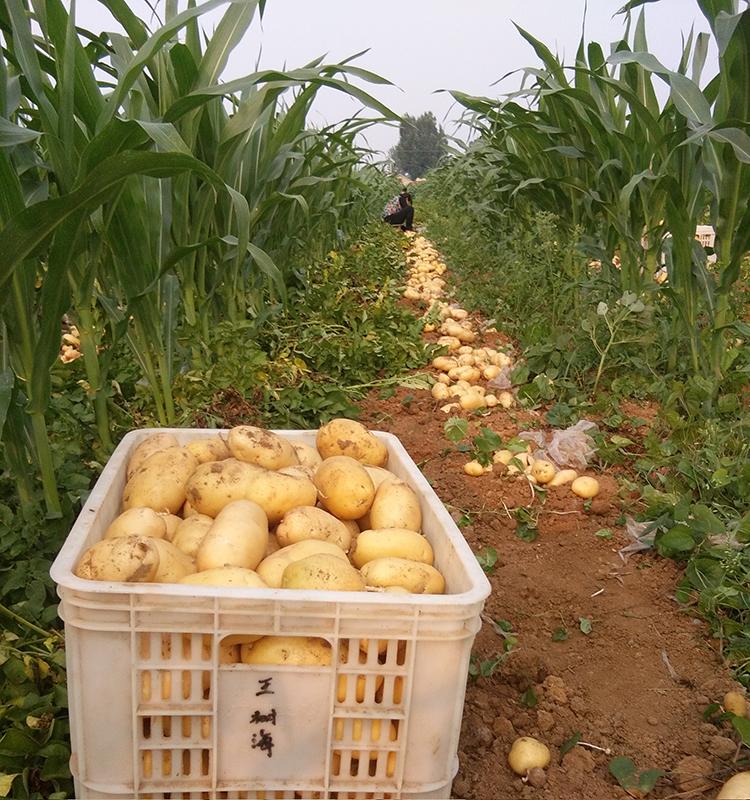 供应新鲜小土豆 农家现挖非转基因土豆 批发量大价格面议