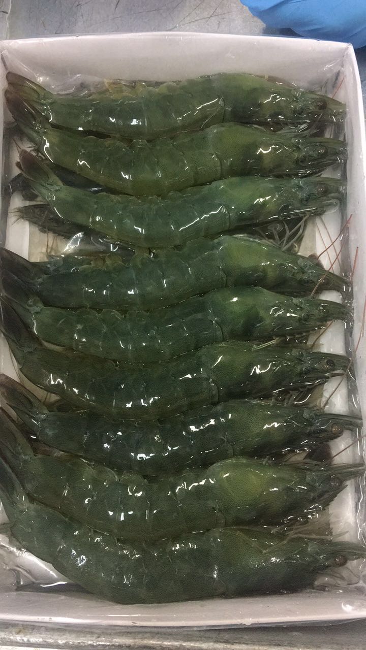 马来西亚进口天然翡翠虾