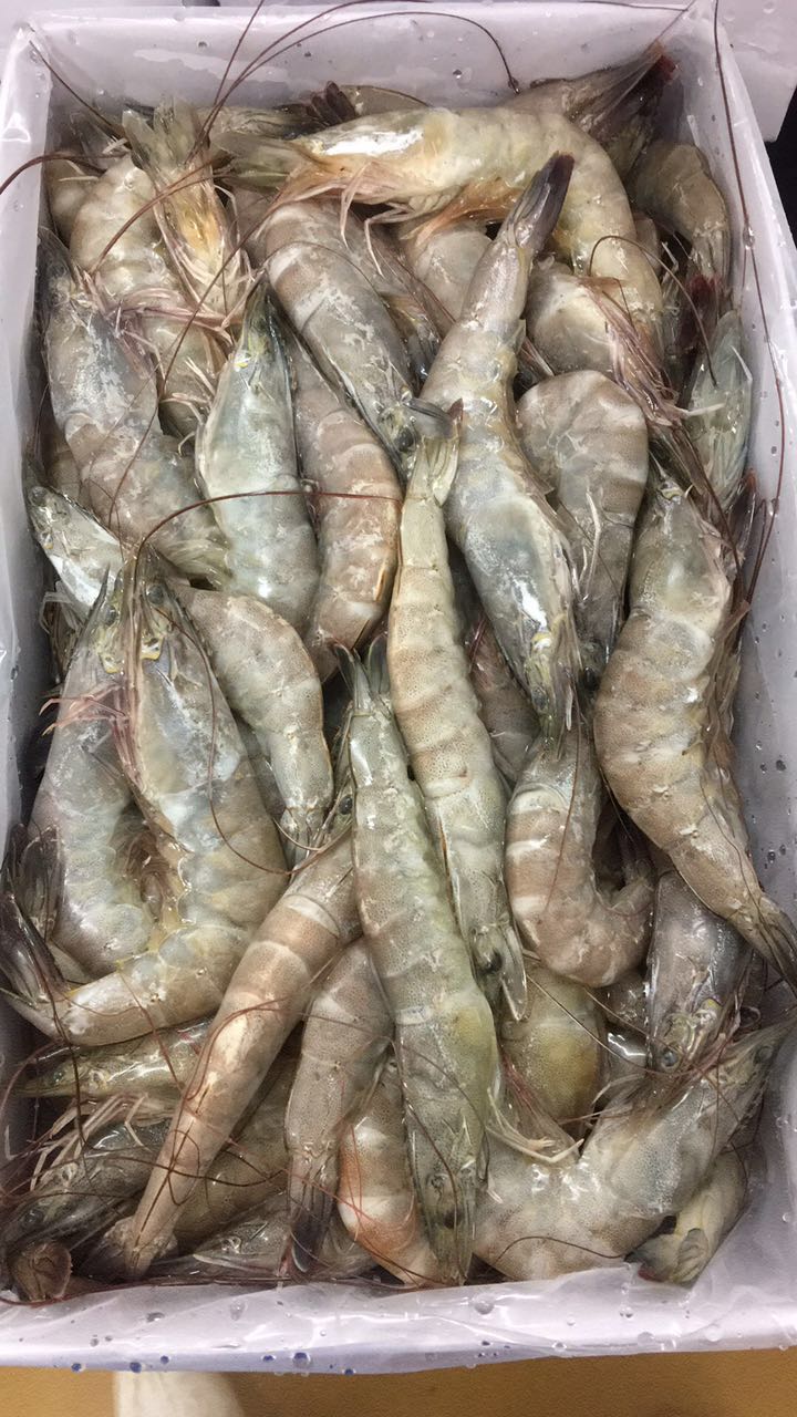 马来西亚进口冷冻南美白虾