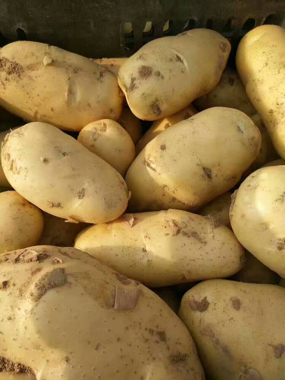 山东土豆最新批发价格