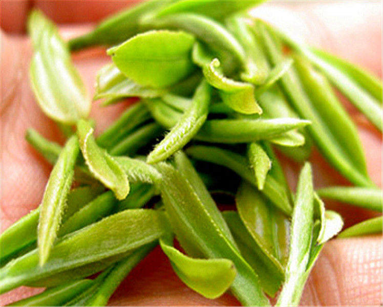 茶叶品种-绿茶