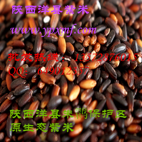 有机紫米批发1000g紫米八宝饭米，产地直销
