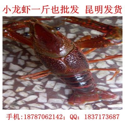 云南小龙虾批发昆明海鲜小龙虾一斤也发各种规格都有