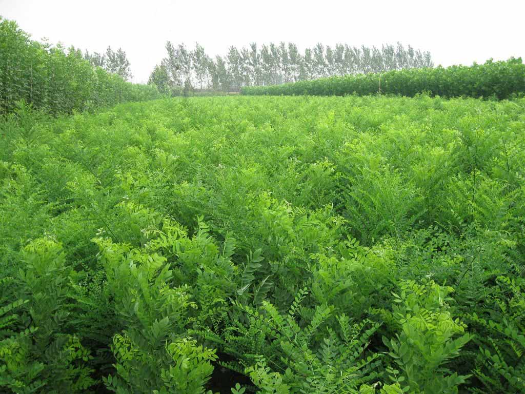 315苗木网_花木网_绿化苗木采购