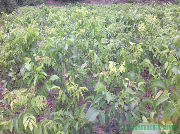 苗木网_花木_苗木招标信息