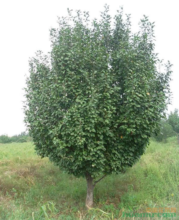 315苗木网_花木_花木