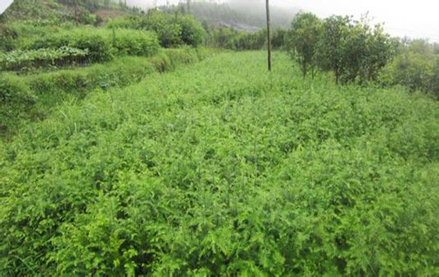 中国苗木网_花木信息_花木价格