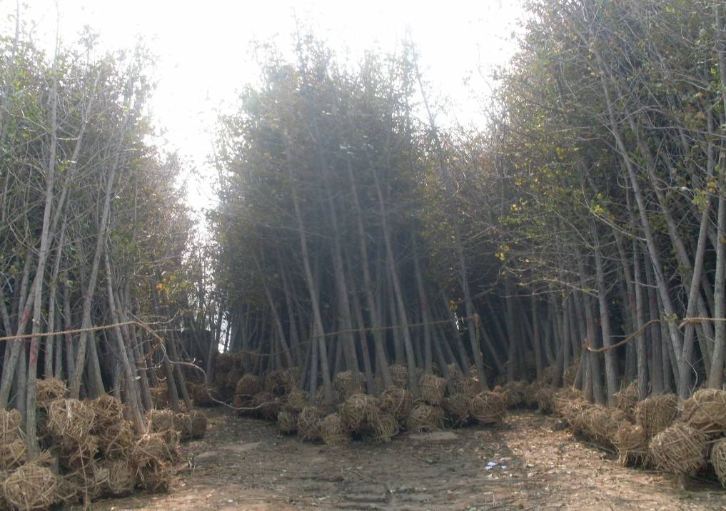 中国苗木网_绿化苗木采购_苗木