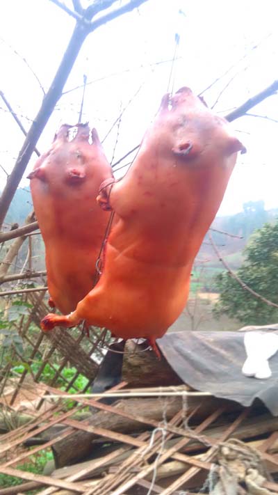雍农农业烤香猪