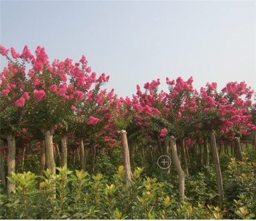 山东泰安紫薇的价位-四海缘苗木