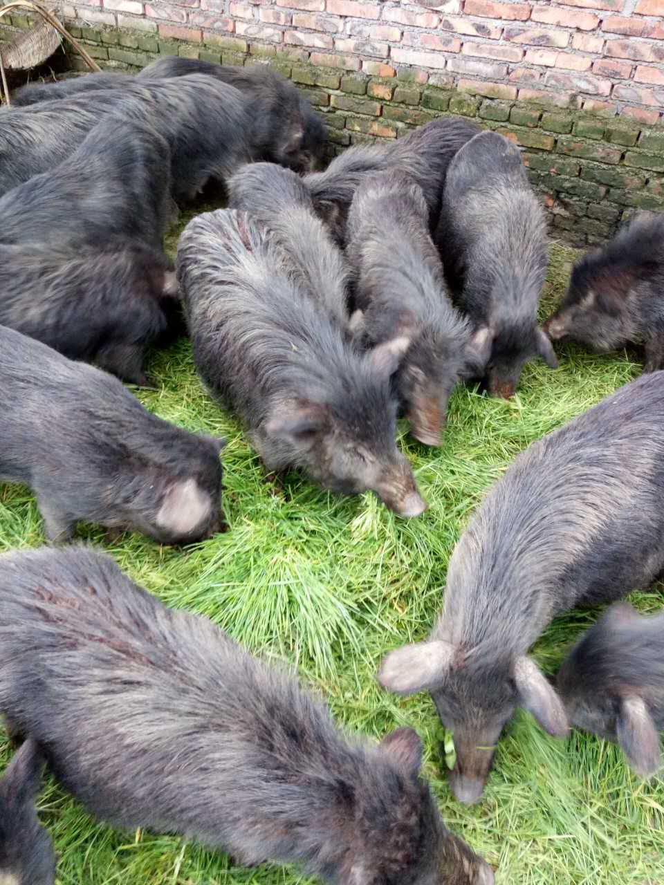 藏香猪养殖 湖南供应藏香猪种苗以及商品