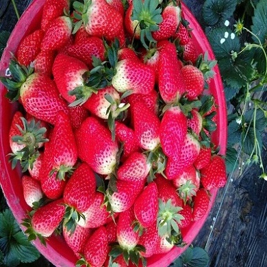 红颜草莓苗价格 优选草莓苗好品种