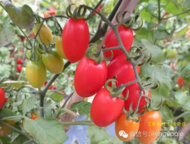 现代立新乐乐是高产高抗病毒的小西红柿种子 广西厂家直销供应价格