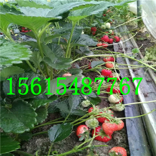 7号妙香草莓苗 妙香草莓苗多少钱一株
