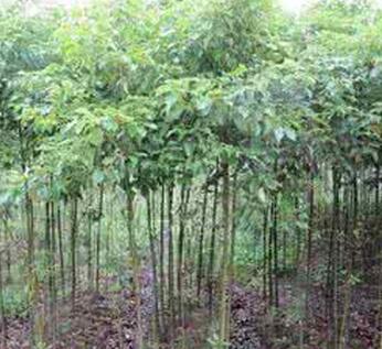  供甘肃兰州皋兰树种和永登树苗