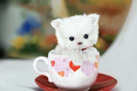 办理北京进出口权/北京进出口权代办I58/OI5O/5675