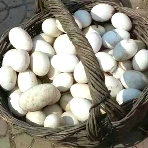 农家散养鹅蛋