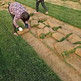 绿化草皮批发 早熟禾 马尼拉 果岭草等 耐寒耐旱耐践踏草坪草皮 成活率高