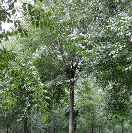 诚益种植苗木基地供应2-10CM丝棉木等园林绿化苗木