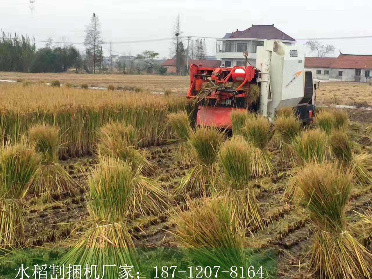吉林松原水稻割捆机