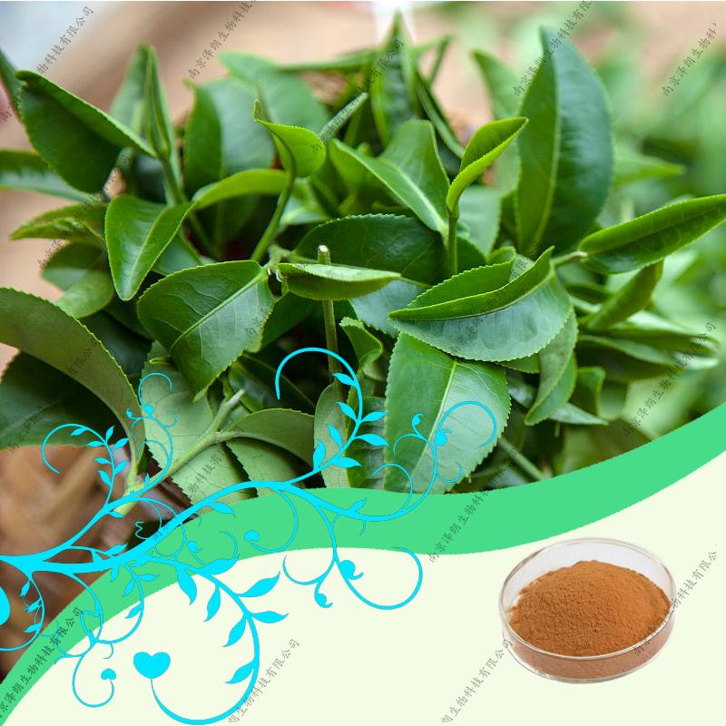 茶多酚98% 绿茶提取物 代加工提取