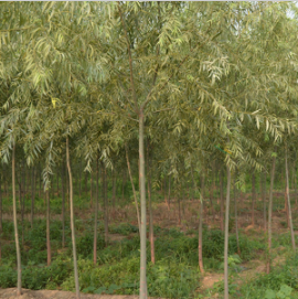 鄢陵建伟苗木基地供应6-20CM金丝柳等园林绿化苗木 规格齐全 成活率高