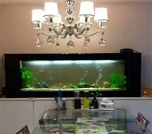 壁挂鱼缸  免换水鱼缸  生态鱼缸