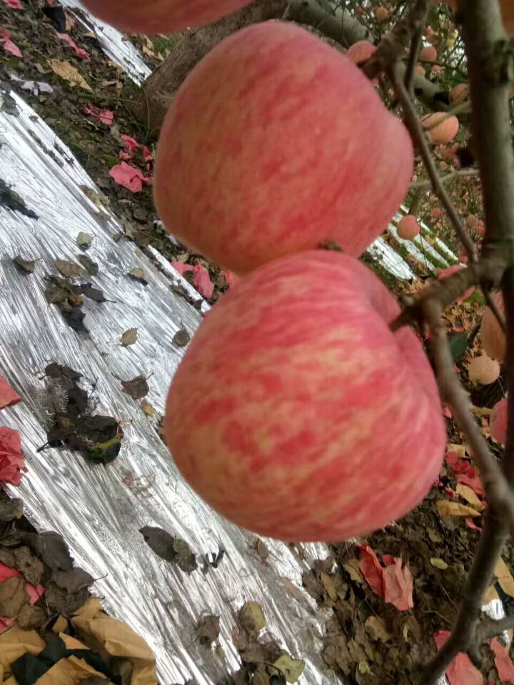 红富士苹果信息网 红富士苹果产地在哪里