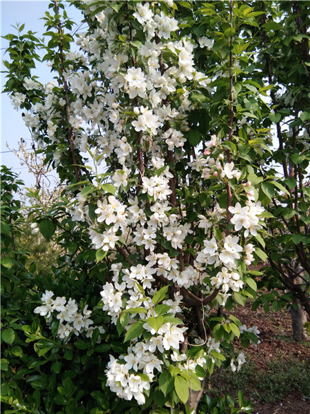 5公分红宝石海棠，北美海棠，西府海棠