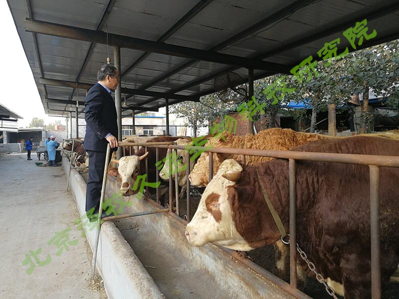 养牛如何选择品种与饲料