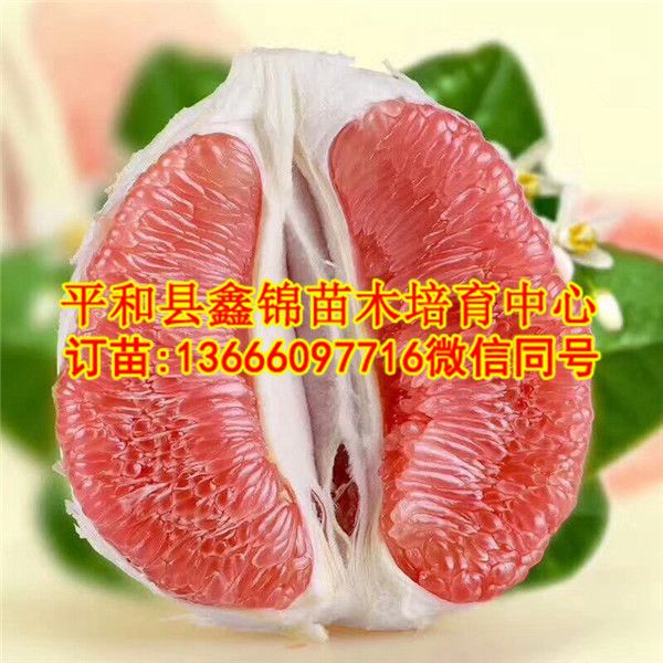 三红蜜柚苗多少钱一棵_和平县鑫锦苗木培育中心