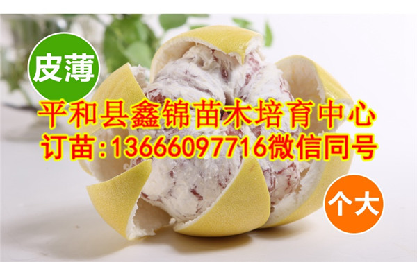 红肉柚子苗多少钱一株_和平县鑫锦苗木培育中心