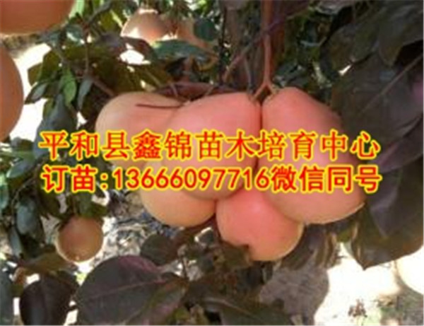 黄肉蜜柚树苗价格行情_和平县鑫锦苗木培育中心