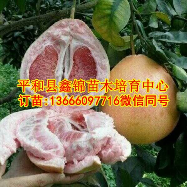 红心柚子树苗多少钱一棵