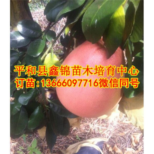 大三红蜜柚苗哪里有卖的_和平县鑫锦苗木培育中心