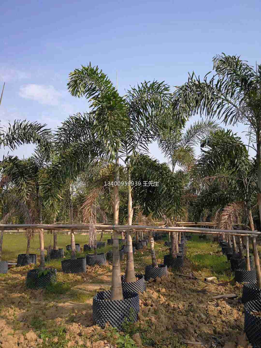 江西狐尾椰子基地 江西哪里有种植热带植物  江西狐尾椰子农户直销 