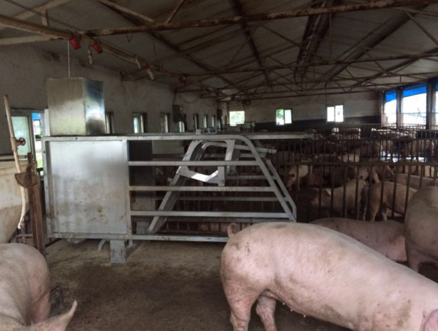 新一代母猪散养智能饲喂系统