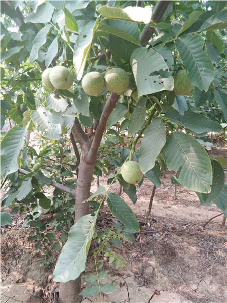  露天种植核桃树苗多少钱==种植薄皮核桃苗